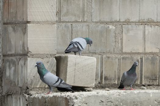 Pigeon on the wall