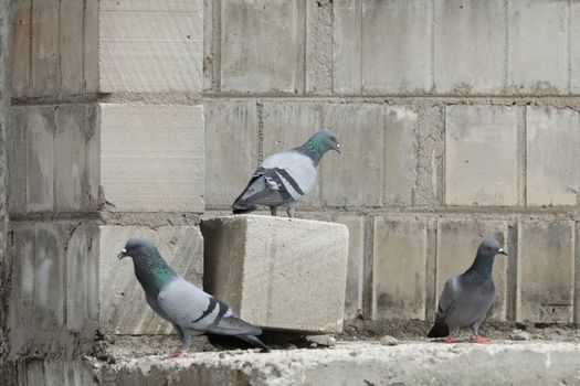 Pigeon on the wall