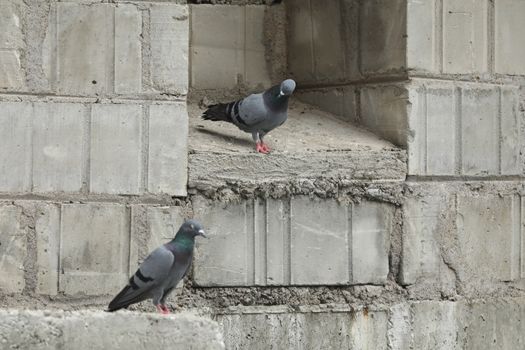 Pigeon on the wall
