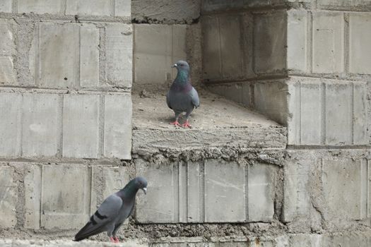 Pigeon on the wall