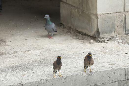 Pigeon on the wall
