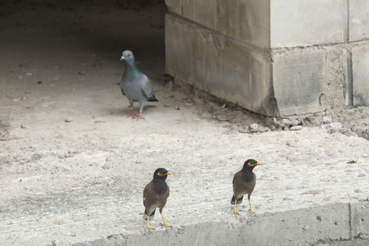 Pigeon on the wall