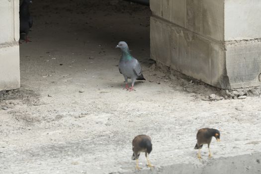 Pigeon on the wall