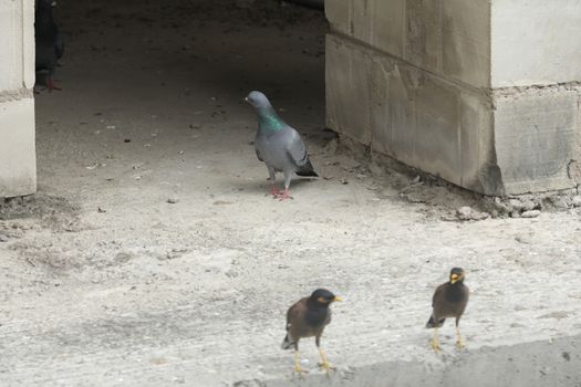 Pigeon on the wall