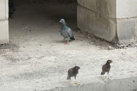Pigeon on the wall