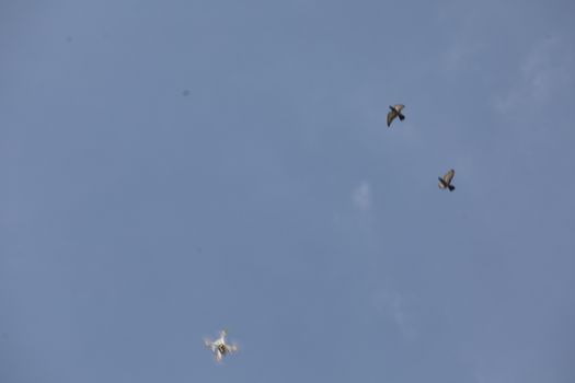 Aerial drone with an action camera