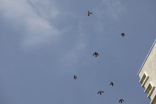 Birds flying in sky