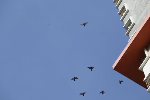 Birds flying in sky