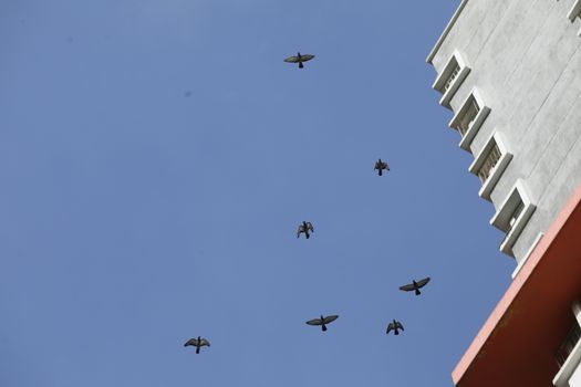 Birds flying in sky