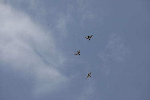 Birds flying in sky
