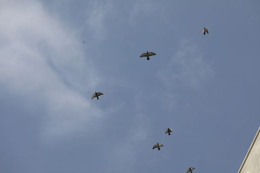 Aerial drone with an action camera