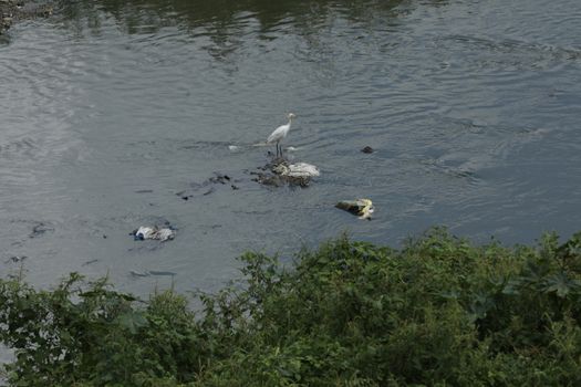 Bird in the Nature