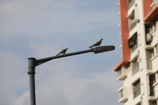 Bird in the Nature