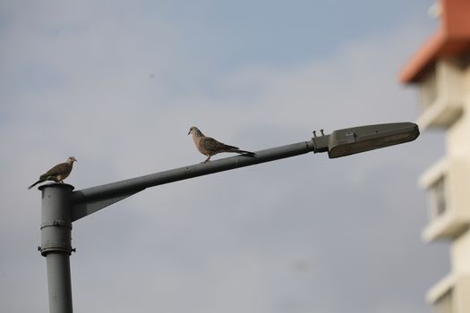 Bird in the Nature