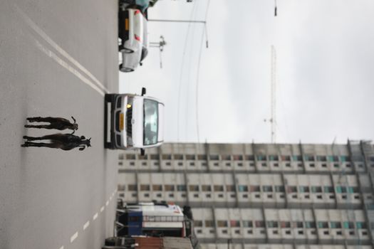 Goats on a city road