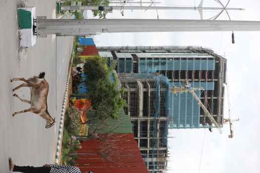 Goats on a city road