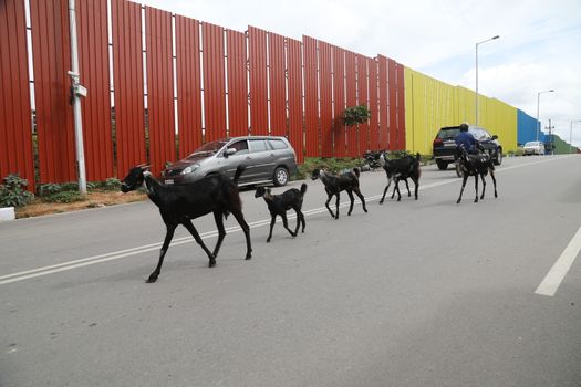 Goats on a city road