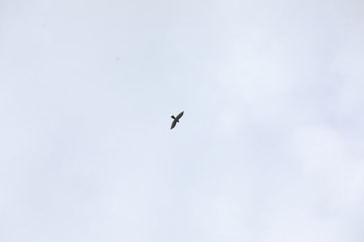 Birds flying in sky