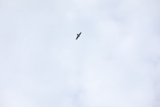 Birds flying in sky