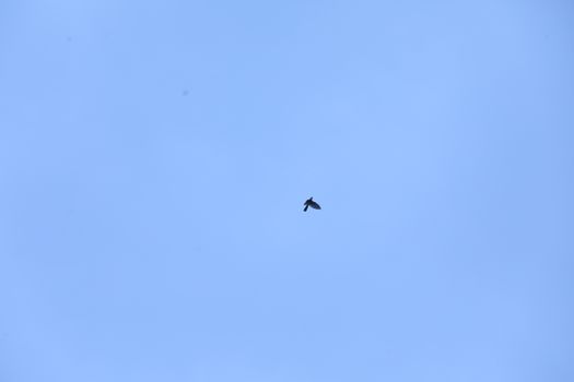 Birds flying in sky