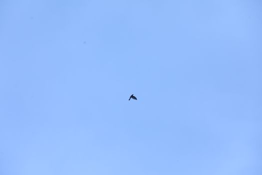 Birds flying in sky