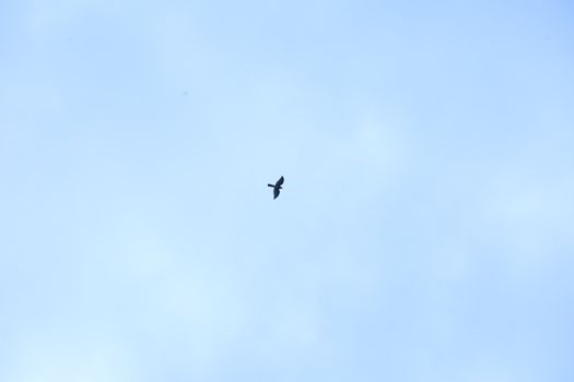 Birds flying in sky