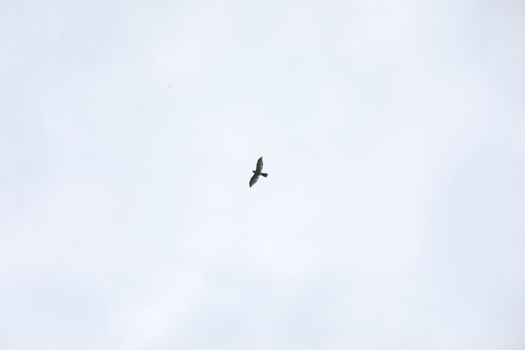Birds flying in sky