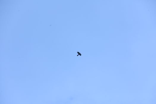 Birds flying in sky