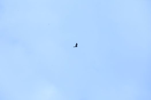 Birds flying in sky