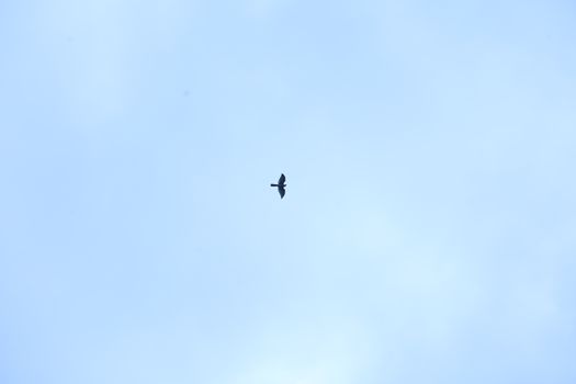 Birds flying in sky