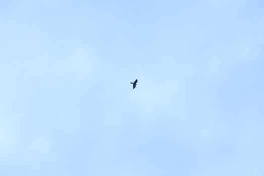Birds flying in sky