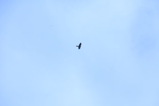 Birds flying in sky