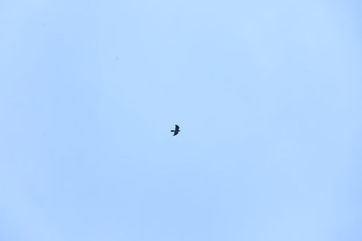 Birds flying in sky