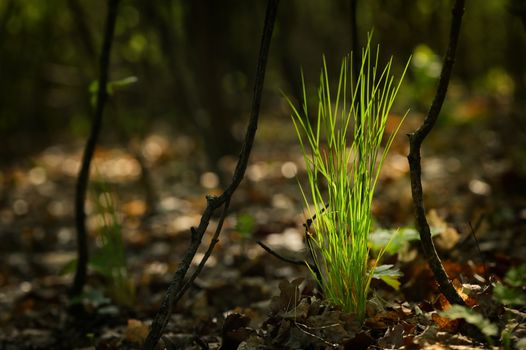 The Sun's Rays Through The Grass In The Forest