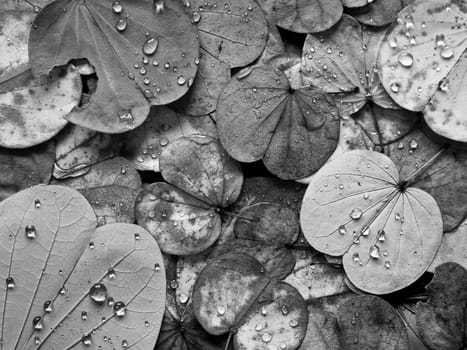 leaves fall from Butterfly tree in Autumn