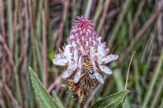 A bee, with open wings, on a flower on the hiking trail to the Grotto in the Drakensberg