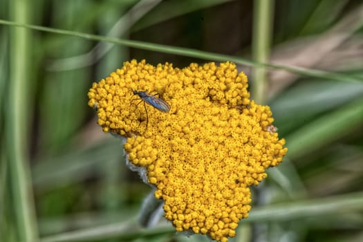 An insect on a yellow flower head on the hiking trail to the Grotto in the Drakensberg