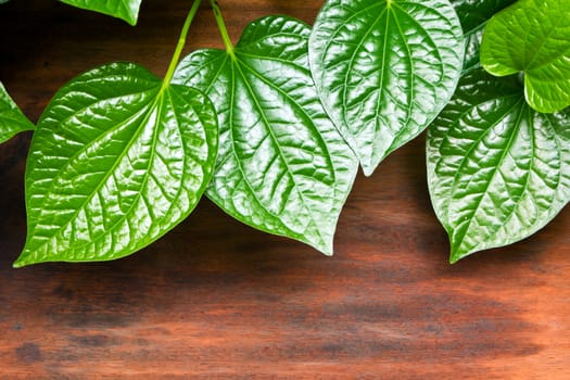 Leaves of Piper sarmentosum beside the wooden floor