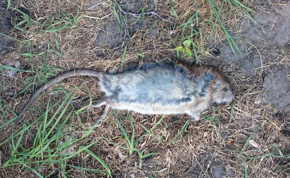 Dead muskrat lying in the grass, the Netherlands