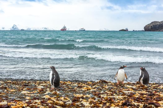 Beautiful landscape and scenery in Antarctica. Freezing