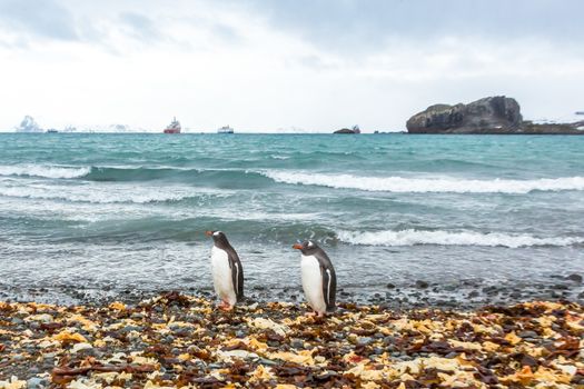 Beautiful landscape and scenery in Antarctica. Freezing