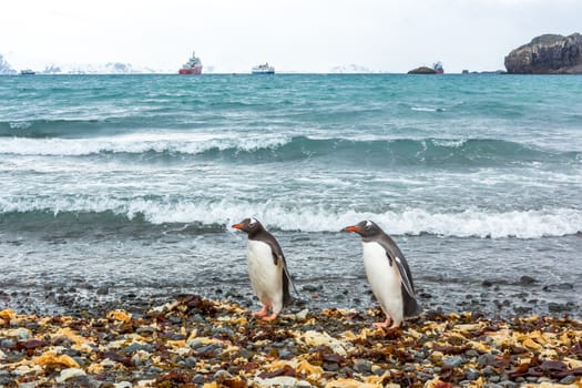 Beautiful landscape and scenery in Antarctica. Freezing