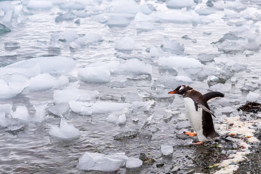 Beautiful landscape and scenery in Antarctica. Freezing