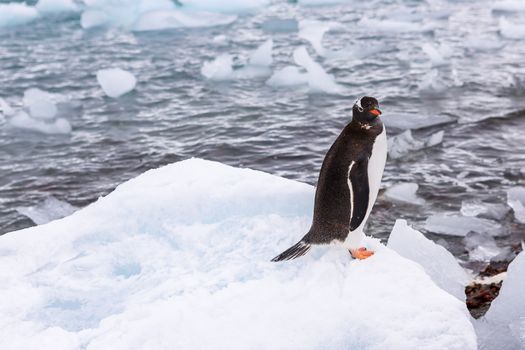 Beautiful landscape and scenery in Antarctica. Freezing