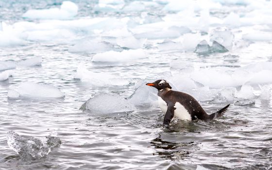 Beautiful landscape and scenery in Antarctica. Freezing