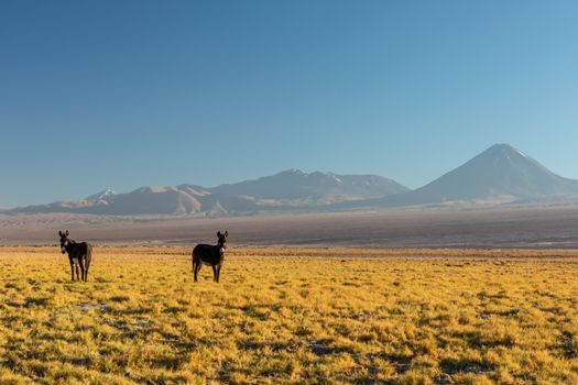 Atacama desert, Chile, Andes, South America. Beautiful view and landscape.