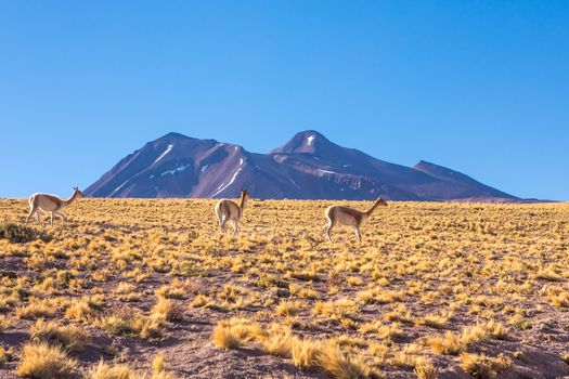 Atacama desert, Chile, Andes, South America. Beautiful view and landscape.