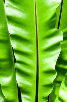 Close up freshness and big leaves of Bird's nest fern (Asplenium nidus) in the tropical garden