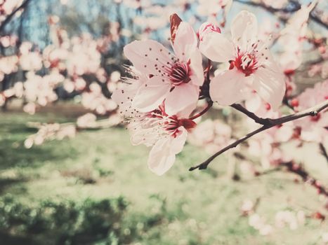 Vintage background of apple tree flowers bloom, floral blossom in sunny spring