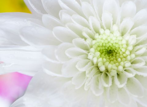 Close up white chrysanthemum flower on other flower background, shallow depth of field